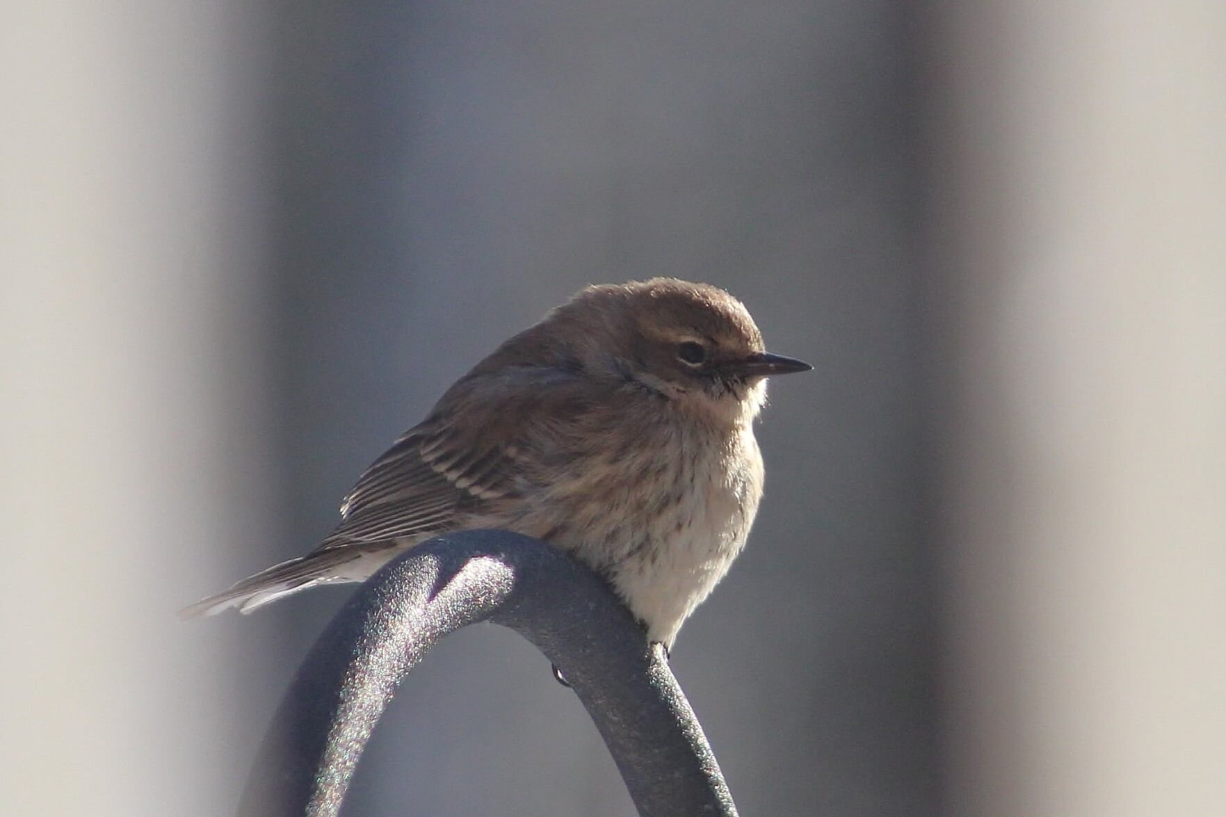 yellow-rumped warbler